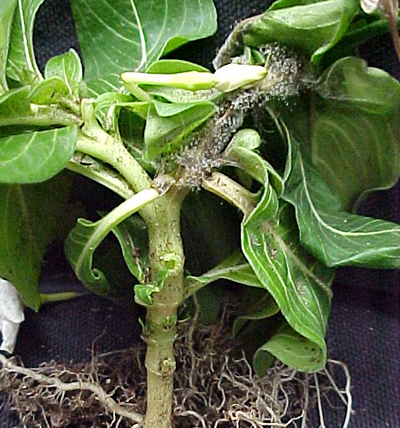 blight botrytis vinca ornamentals stem aerial msu sporulation